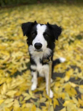 Border collie client dog in autumn leaves