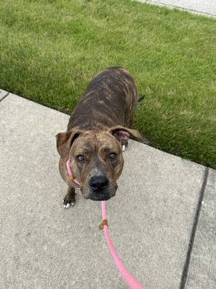 Brindle client dog on a walk