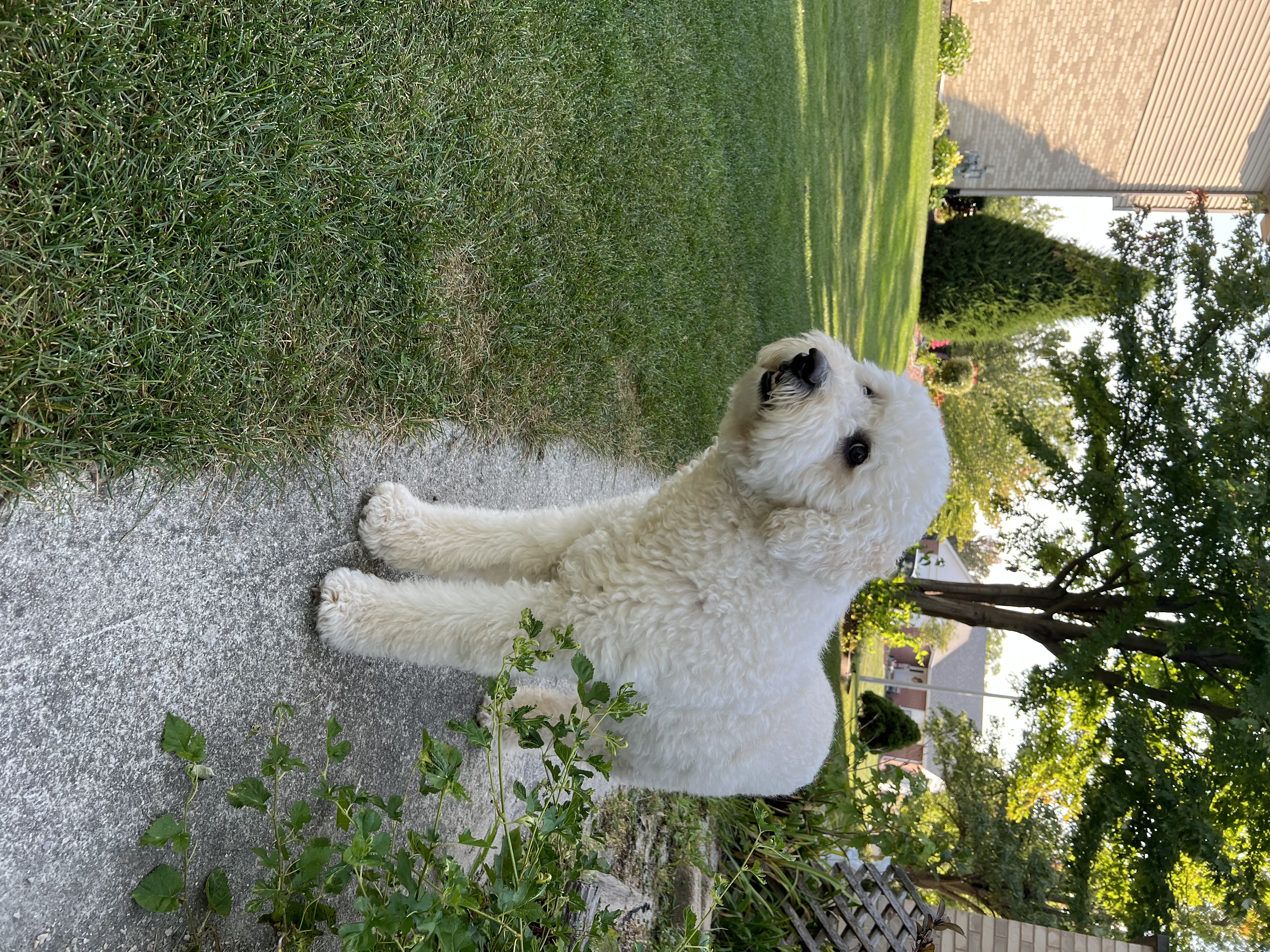 Cali, a reactive dog client