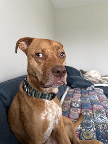 Charlie, a reactive-dog training client