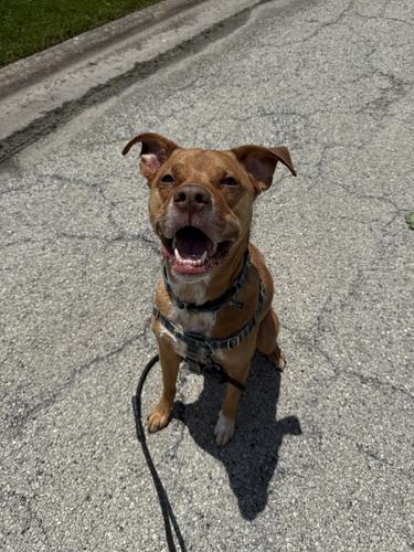 Charlie, a happy reactive-dog client