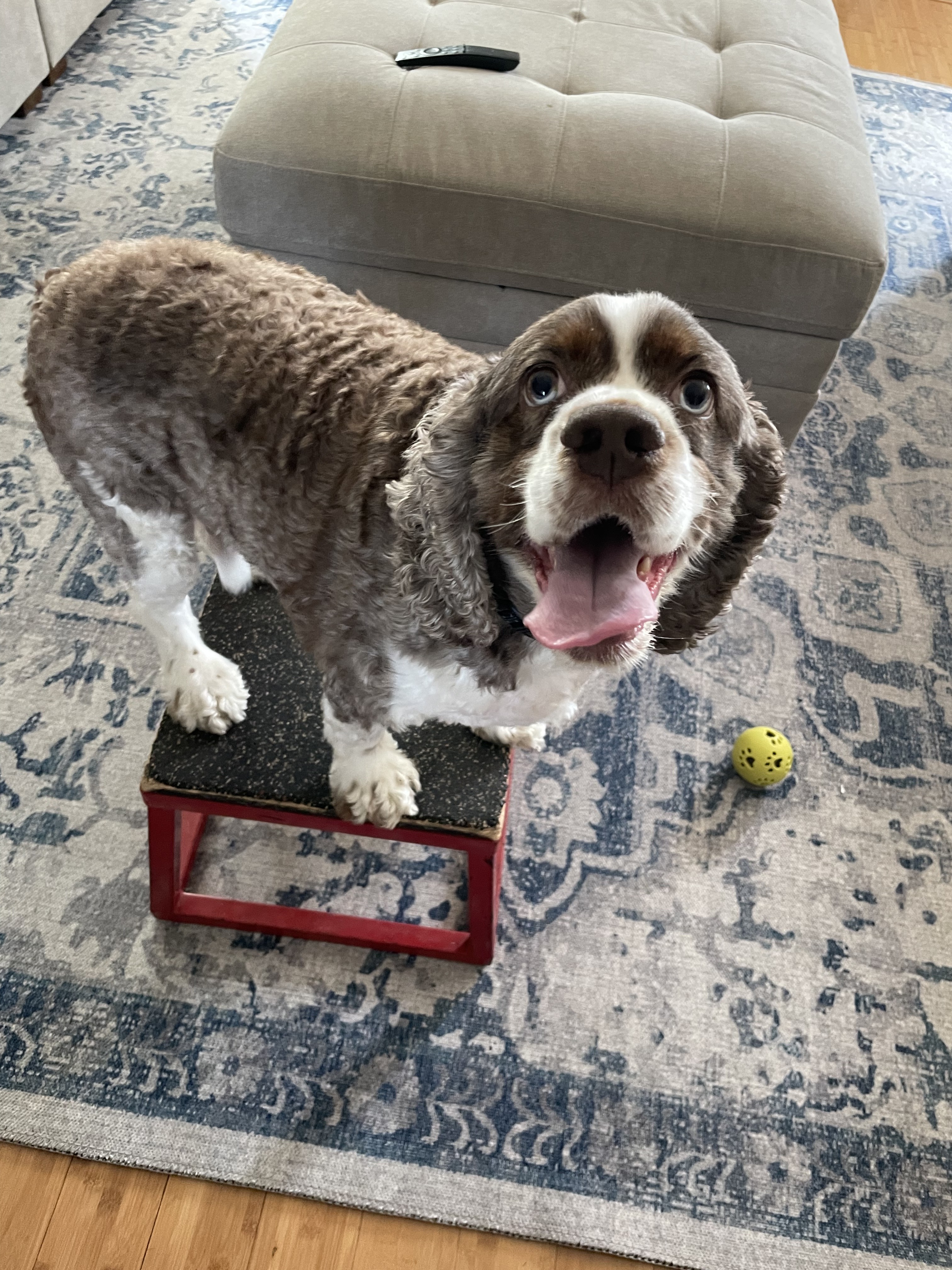 Chase, a Springer Spaniel reactive dog client