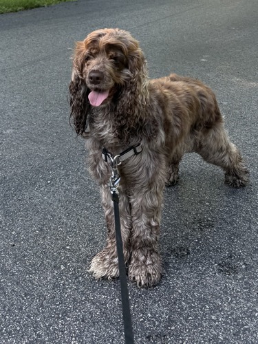 Cinnabun, a reactive dog client