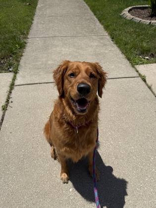 Dog on a peaceful walk
