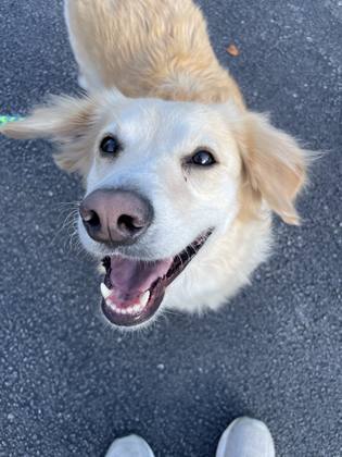 Golden retriever client dog close up