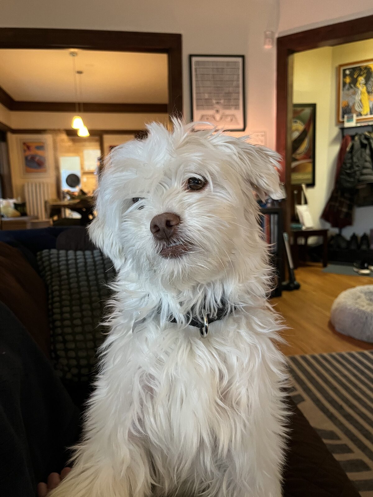 Lazio, a fluffy white foster dog and reactive dog client