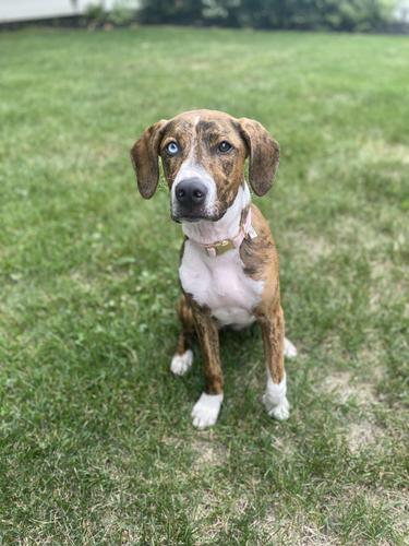 Maci, a hound mix reactive dog client