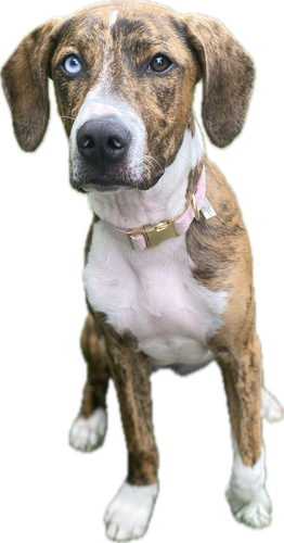 Maci