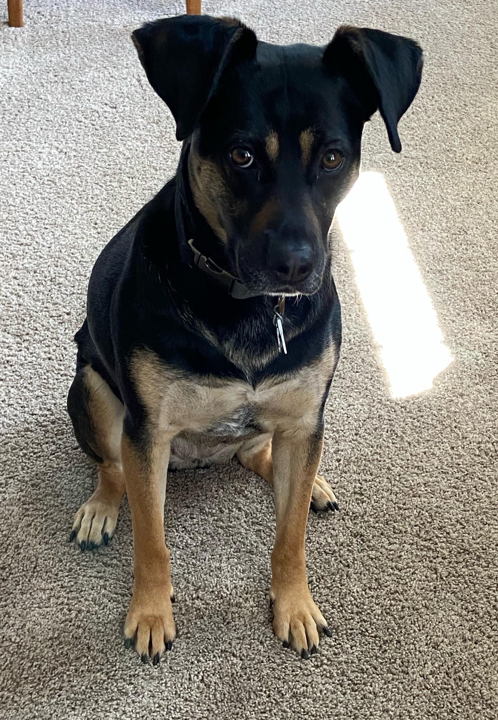 Mazie, a rescue dog and reactive dog client