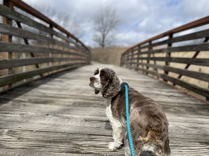 Client dog on a bridge trail
