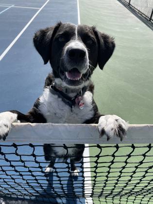 Client dog resting paws on a tennis net