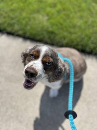 Springer spaniel client dog smiling