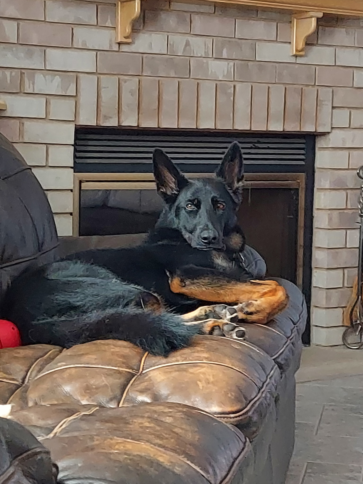 Thunder, a reactive dog client